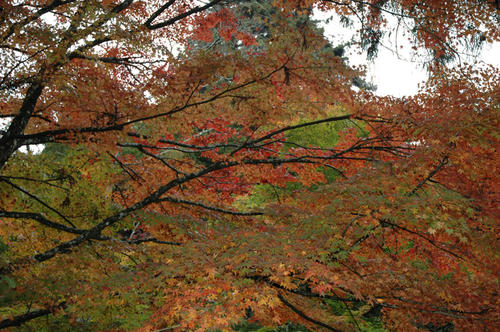 20081116_ohara_106.jpg