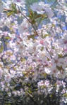 090506_sakura.jpg