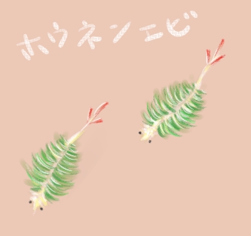 ホウネンエビのイラスト