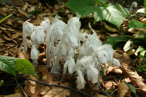 20090629yuureit.jpg