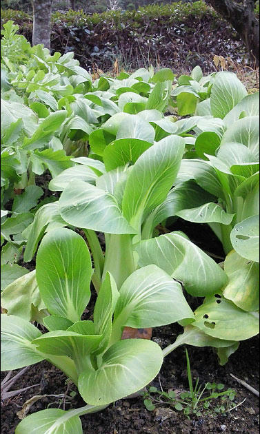 青梗菜