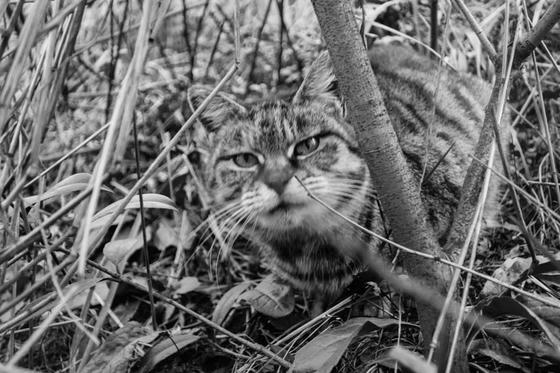 猫あるき