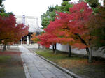 紅葉１