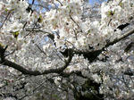 立本寺桜２