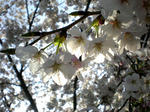立本寺桜３