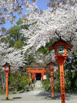 平野神社１
