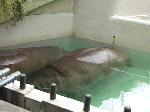 ueno01.gif