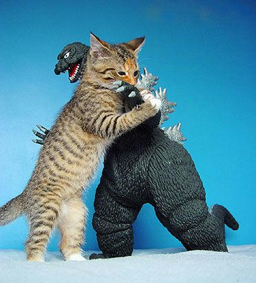 kitten_godzilla.jpg